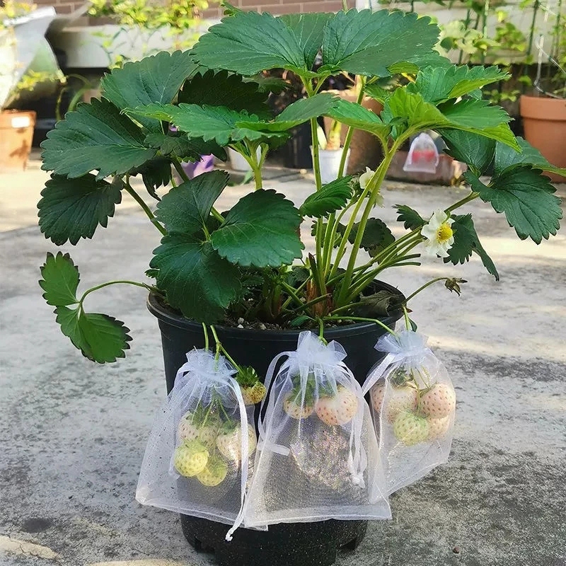 

50pcs, Fruit Protection Bags Pest Control Anti-bird Garden Netting Strawberry Bags Mesh Grapes Bag Drawstring Planter Grow Bags For Garden Supplies