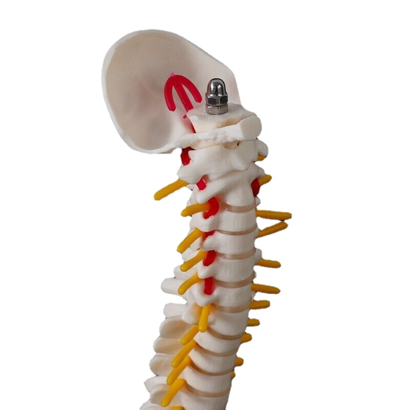 Scheletro umano, con colonna vertebrale flessibile in scala ridotta Paul  3040