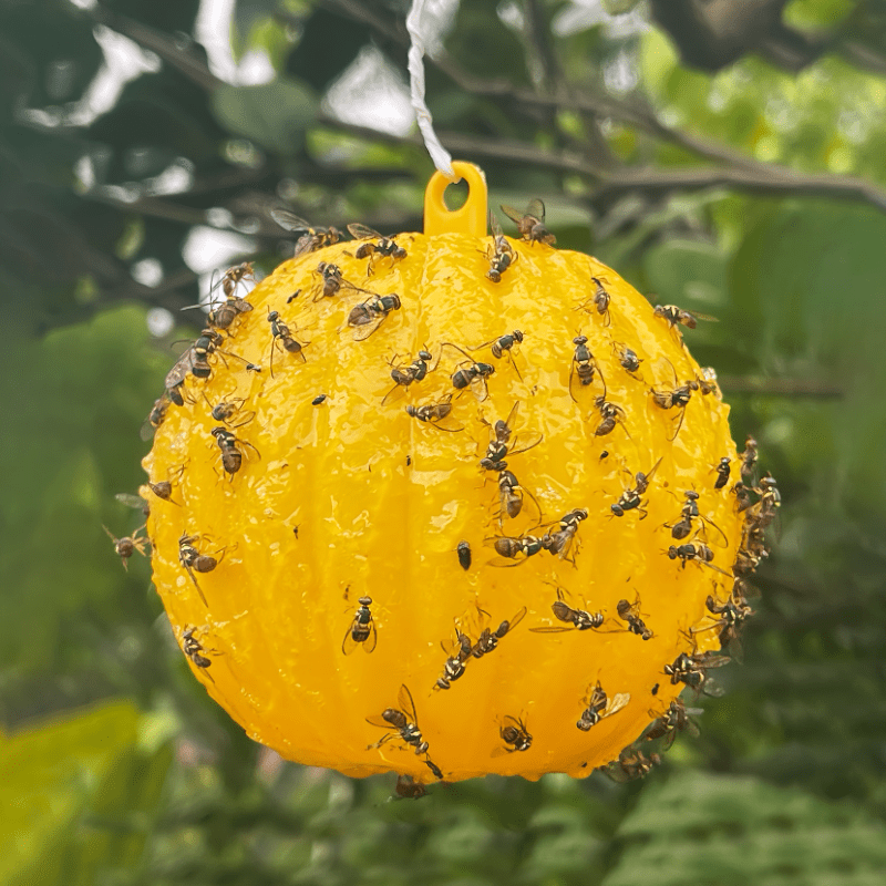 Pumpkin Shape Fly Trap Ball Fruit Fly Ball Yellow Green Trap