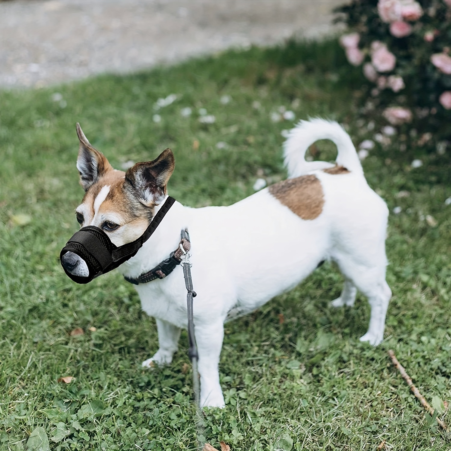 Acquista Copri bocca per animali domestici, utili museruole rivestite in  rete morbida per cani di taglia piccola, media e grande, copri bocca per  cani traspirante in rete