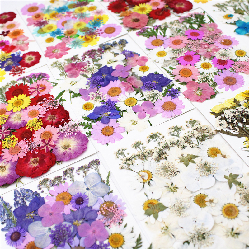 Hojas de flores secas prensadas reales para manualidades, kit de hierbas de  flores secas naturales con pinzas para manualidades, álbumes de recortes
