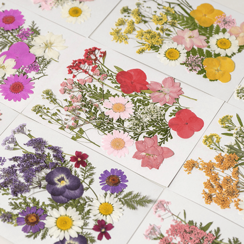 Create Stunning Art With Real Pressed Flowers Herbs Perfect - Temu