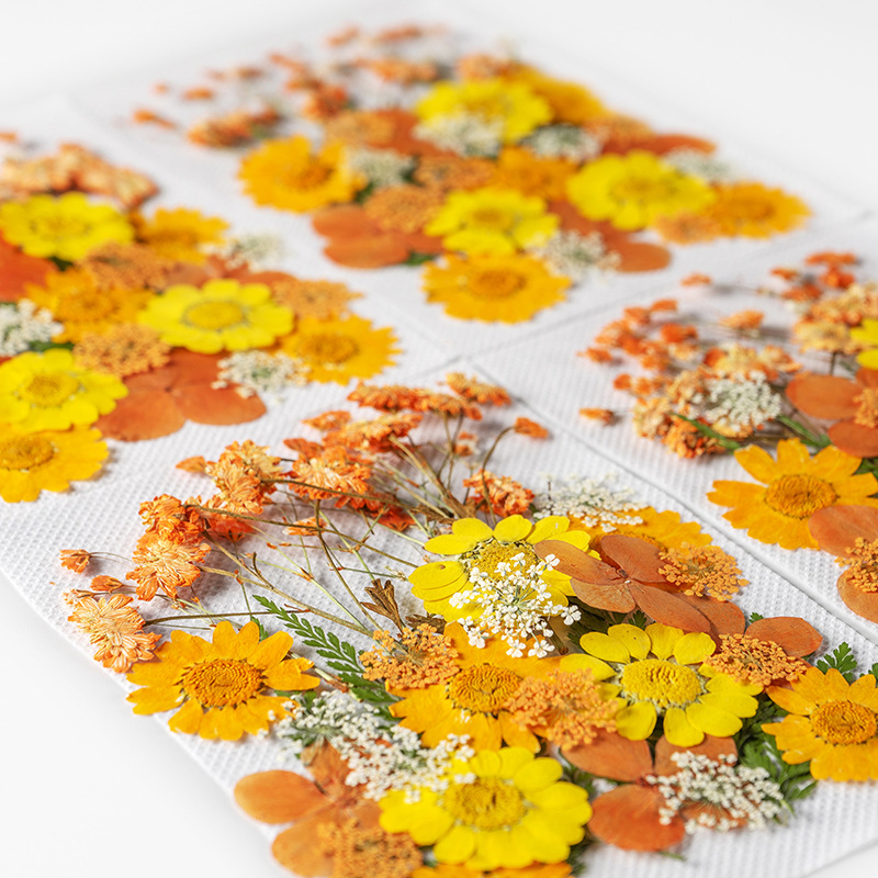 Diy Crafts Kit Real Pressed Flowers Dry Leaves Natural Herbs - Temu