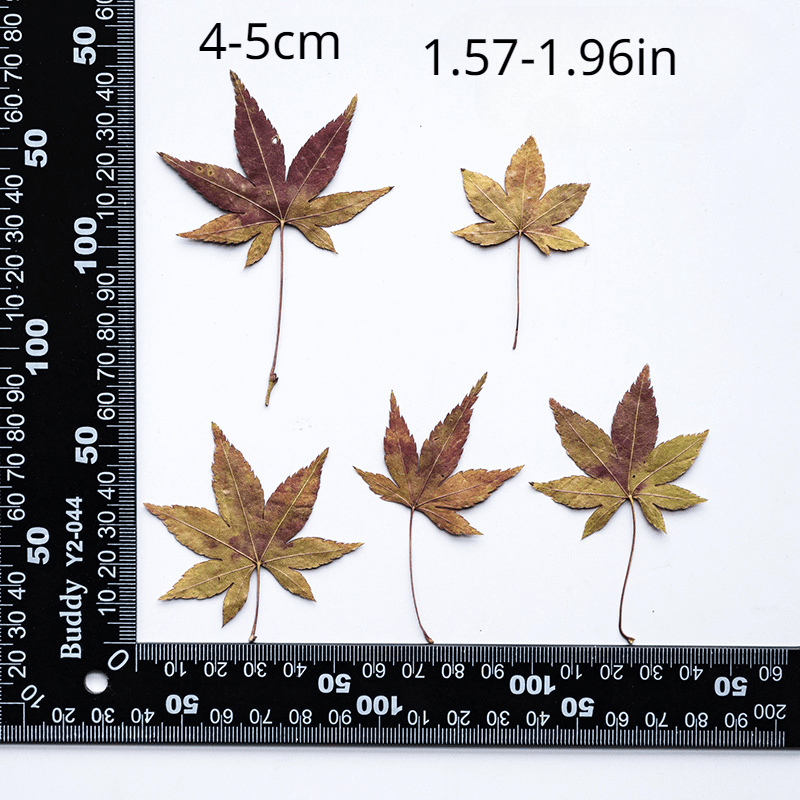 12 Assorted Dried Flower Bookmarks for DIY Art Projects