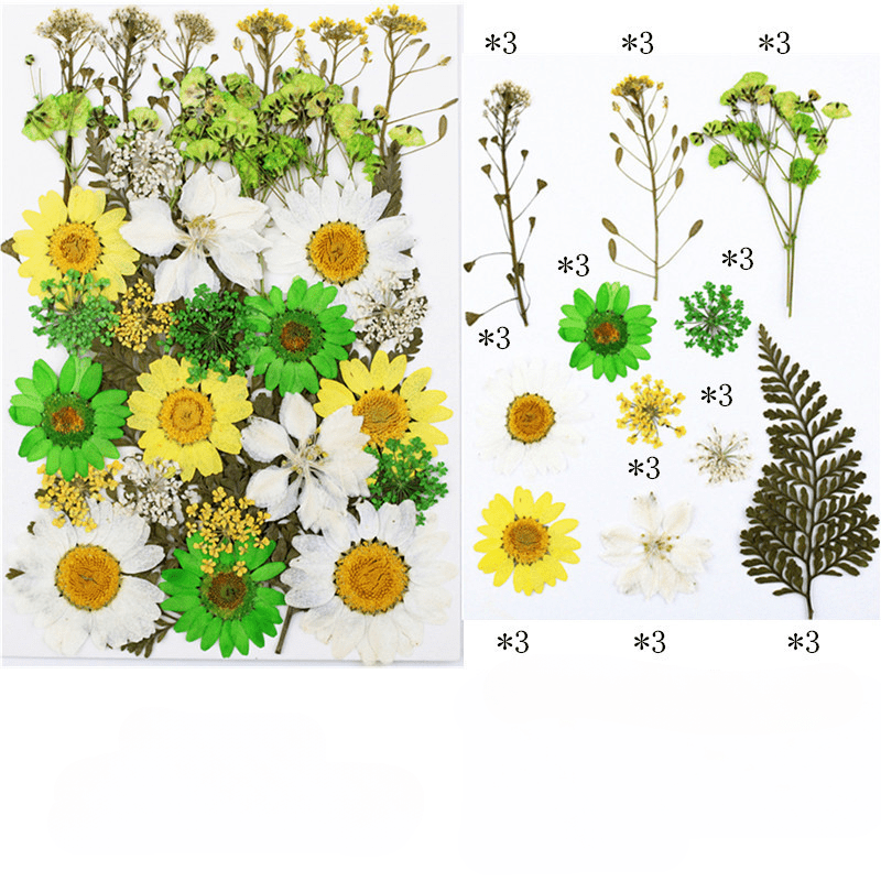 Create Stunning Art With Real Pressed Flowers Herbs Perfect - Temu