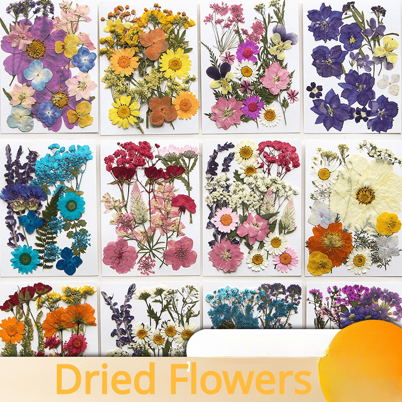 Create Unique Diy Projects With Dried Pressed Flowers Bulk - Temu