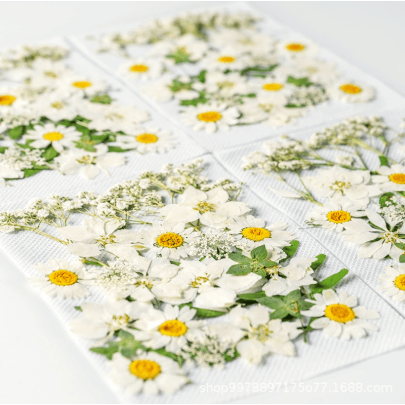 Create Unique Crafts With Diy Art Kit: Real Pressed Flowers, Dry