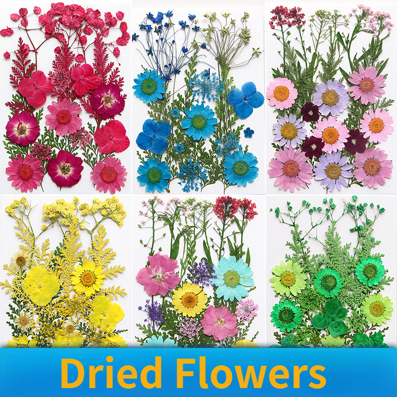Dried Pressed Flowers Natural Colorful Pressed Flowers For - Temu