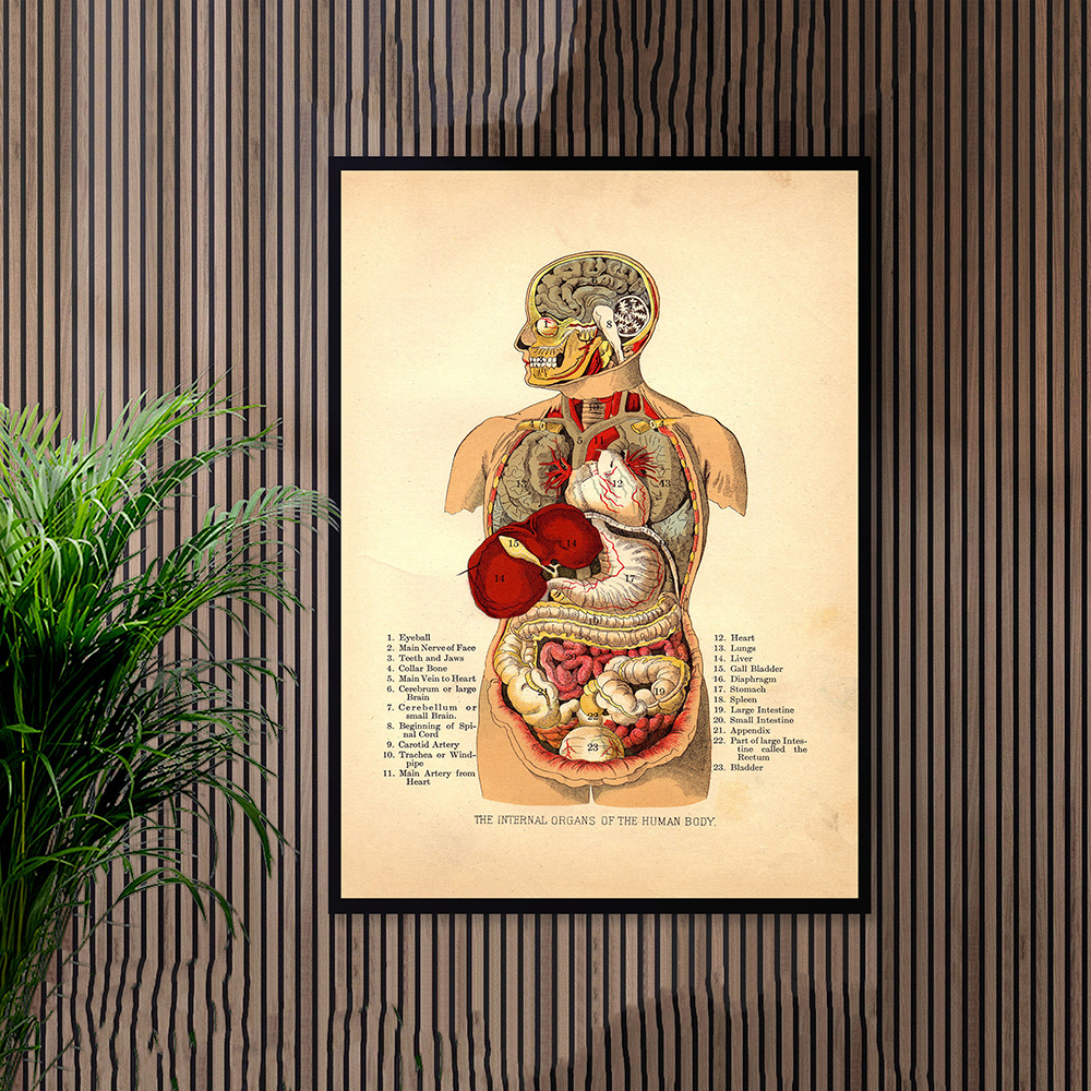  Office Wall Decor Human Neck Arteries Veins Doctors