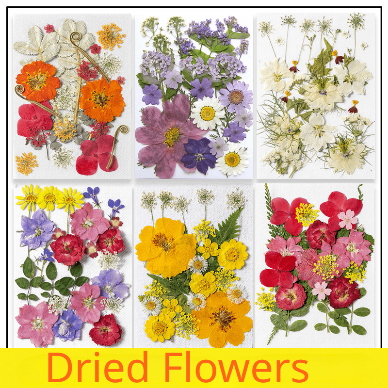 Dried Pressed Flowers For Resin Real Pressed Flowers Dry - Temu