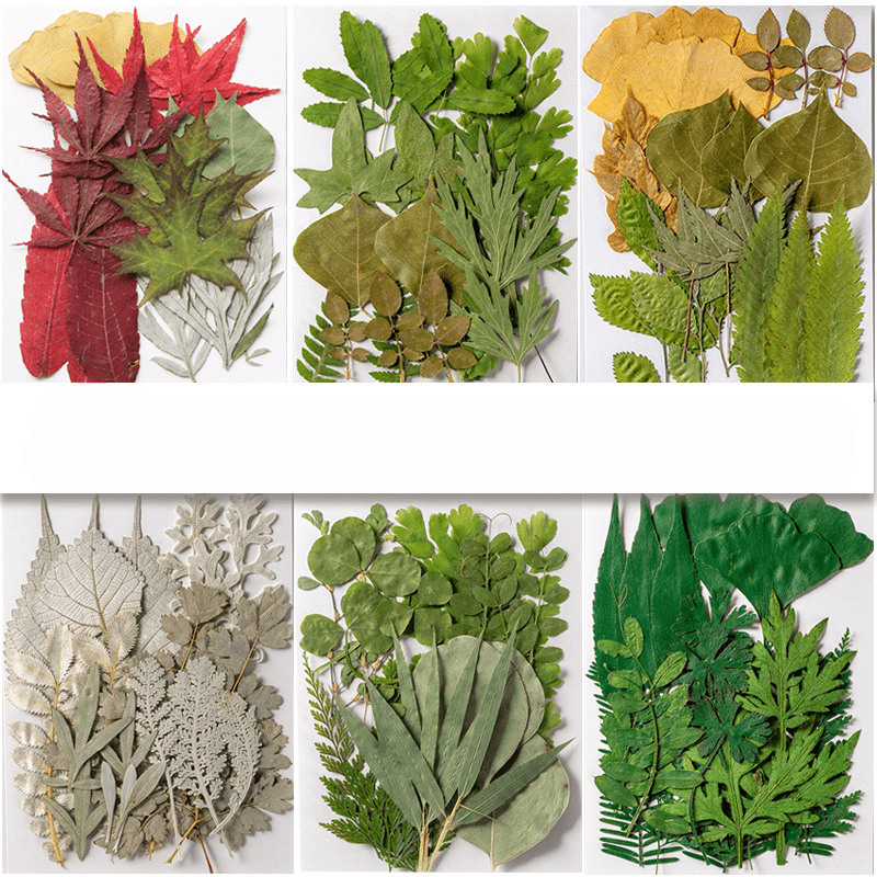 Dried Pressed Leaves Dried Flowers Resin Real Assorted Dried - Temu