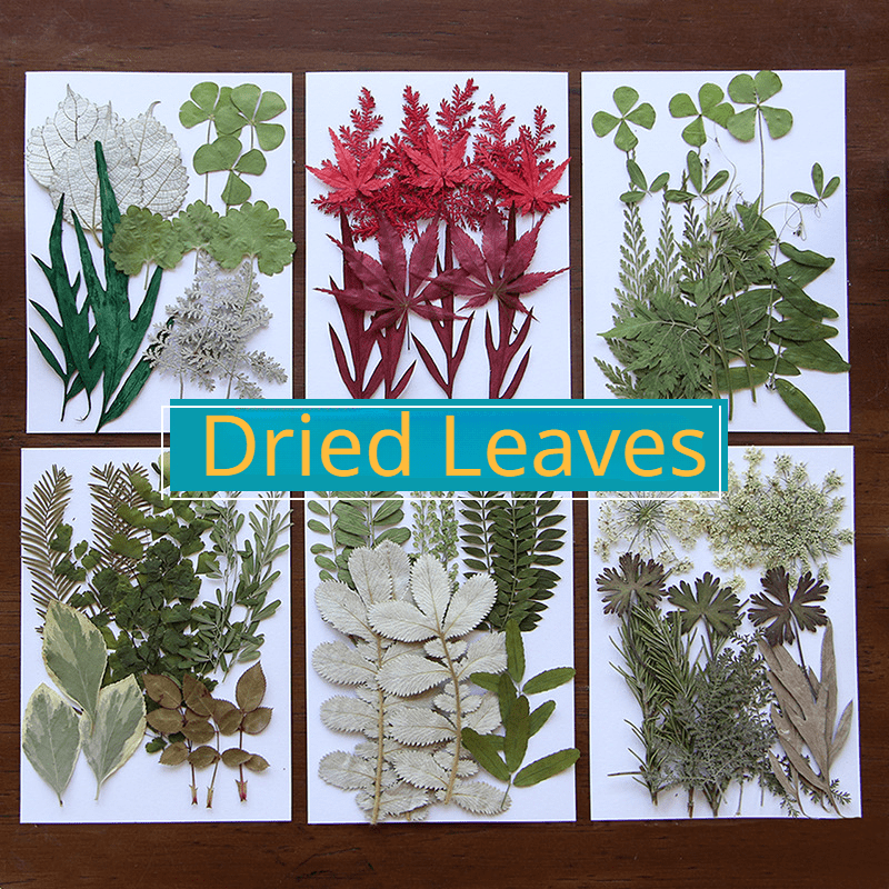 Dried Leaves, Pressed Greenery Leaves Natural Plant, Dried Flowers