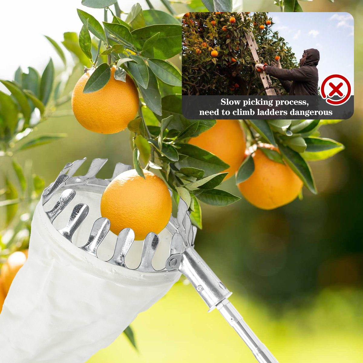 COCONUT - Varilla para recoger frutas con cesta telescópica, herramienta  recolectora de frutas de 10 pies para mango, naranja, limón, manzana