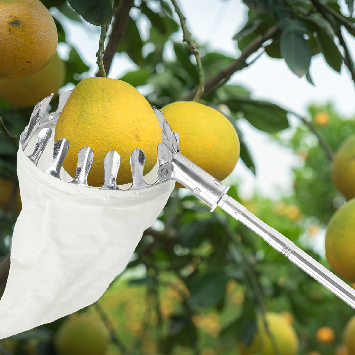 Raccoglitore di frutta 4 m con manico telescopico, Manico estendibile per  raccogliere la frutta - Costway