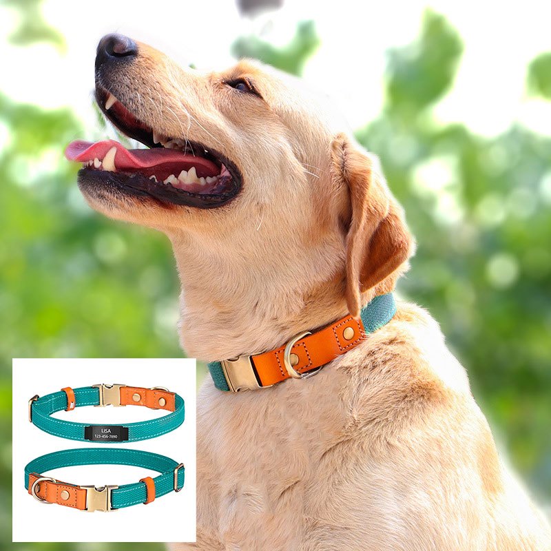 Dog collars with name clearance tags