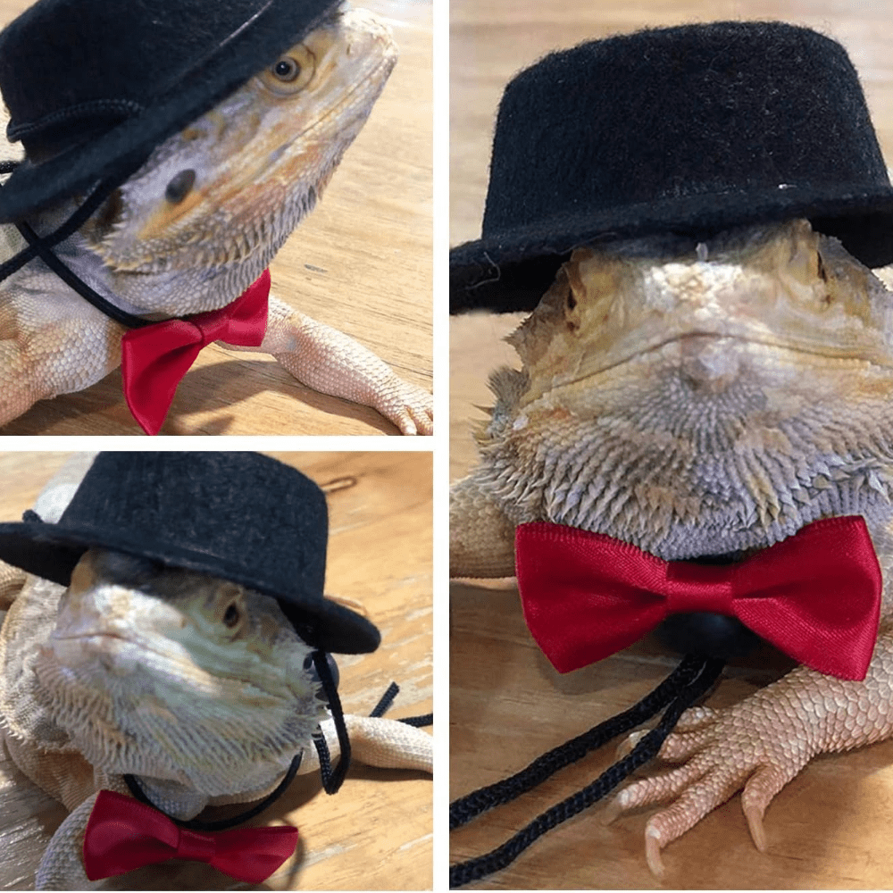 Bearded Dragon Bowtie Hat Lizard Leash with Harness Reptiles Small Pets  Animals