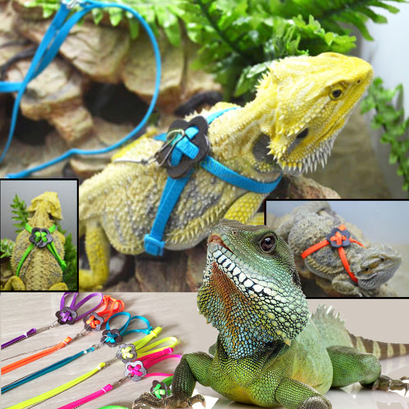 Best bearded outlet dragon accessories