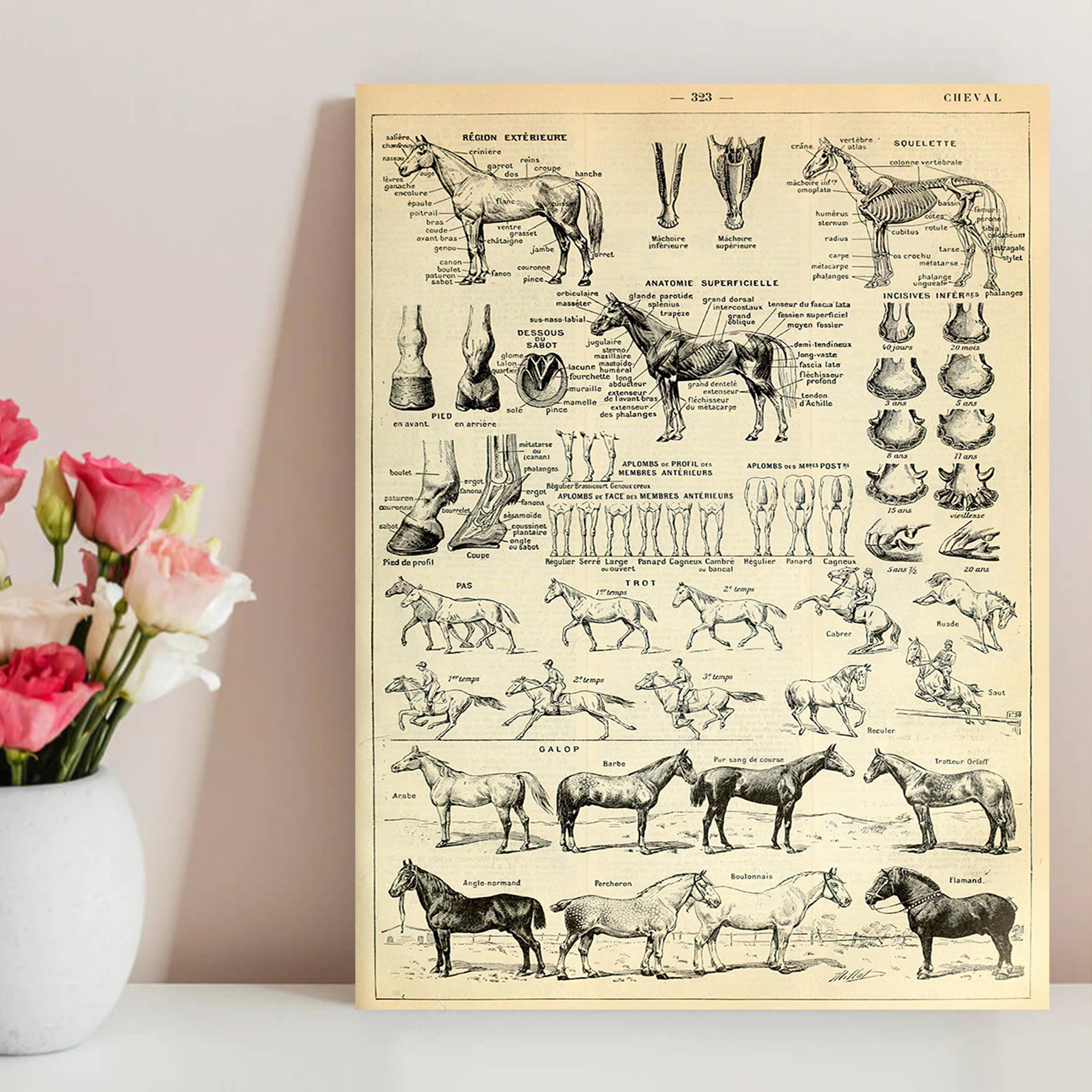 7 Pezzi Cane Cavallo Anatomia Animale Pittura Tela Poster - Temu Italy