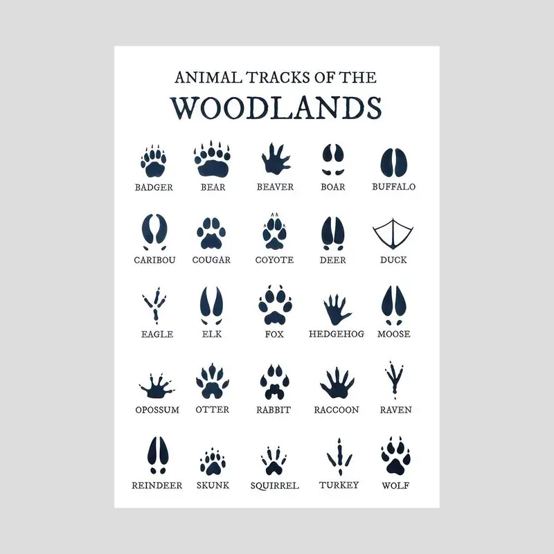 Animal Tracks Of The Woodlan - Canvas Art Print