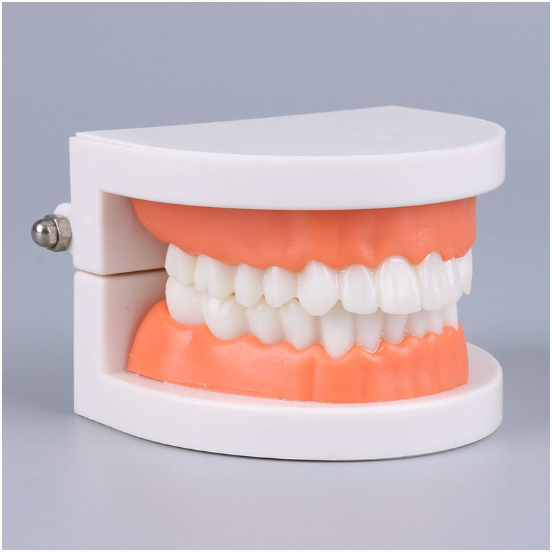 Fake Teeth, Teeth Mold, Teeth Model, Denture Model Brushing Practice Teeth  Mode Gingiva Visible Anatomic Demonstration Teaching Studying Standard Size