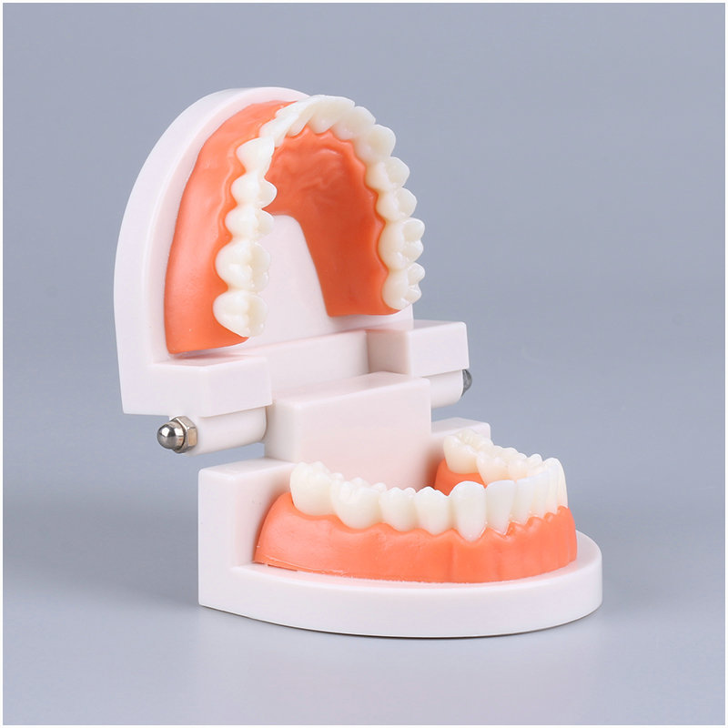 Fake Teeth, Teeth Mold, Teeth Model, Denture Model Brushing Practice Teeth  Mode Gingiva Visible Anatomic Demonstration Teaching Studying Standard Size