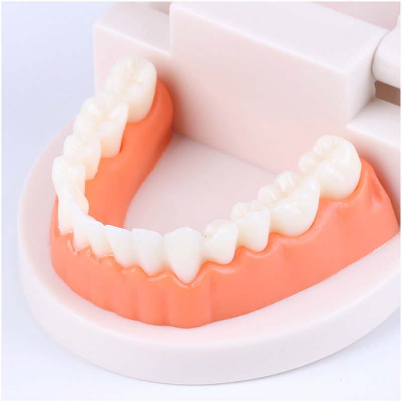 Teeth Model,plastic Dental Teeth Model ,chattering Teeth,mold Of A Full Set  Of Human Teeth Stock Photo, Picture and Royalty Free Image. Image 1341372.