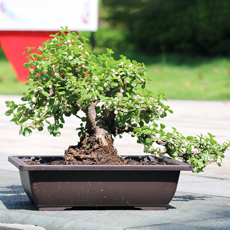 money tree yakima Braided Money Tree  Local Delivery in Portland