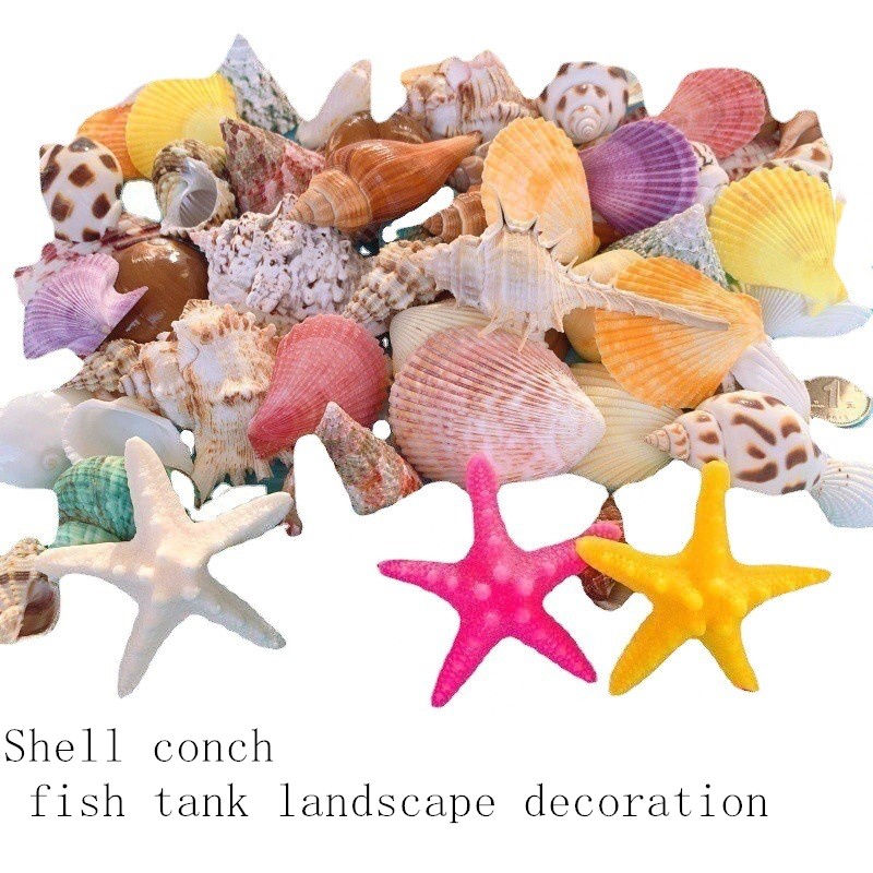 Ocean Inspired Aquarium Decorations Natural Sea Shells Conch Shells White  Coral And Starfish Ornaments - Pet Supplies - Temu Canada