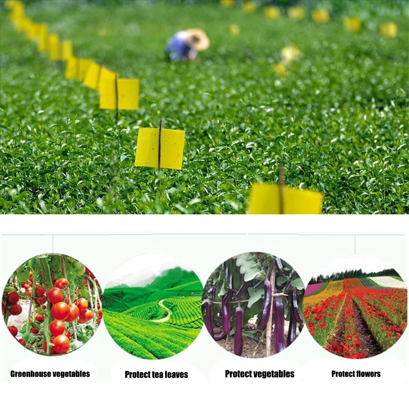 Yellow Double sided Greenhouse Sticky Traps Bugs Sticky - Temu