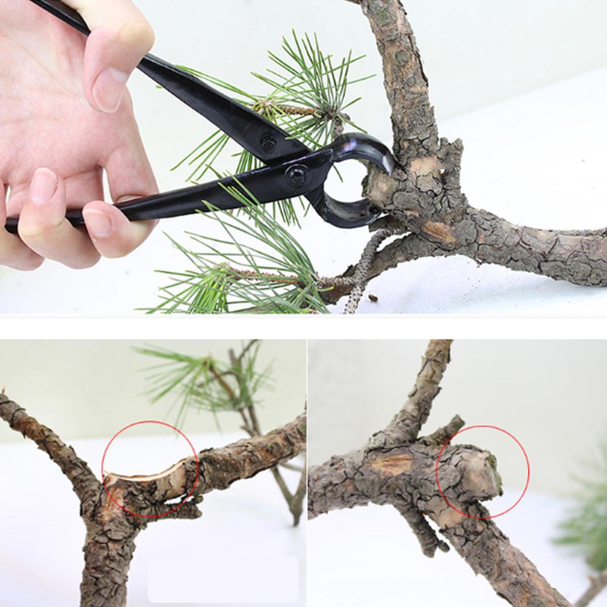 Juego de herramientas de bonsái de 5 piezas, tijeras de bonsái, cortador  cóncavo, cortador de perilla, cortador de alambre