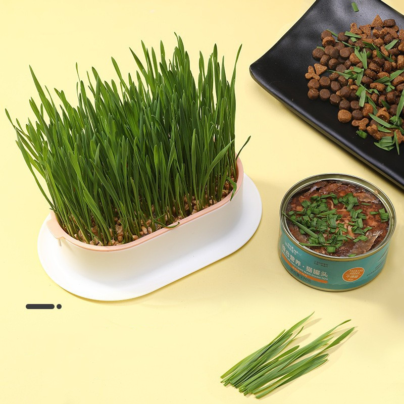 Plat de germination pour chat, 1 pièce, Pot de culture, plante  hydroponique, plat de démarrage pour herbe de chat