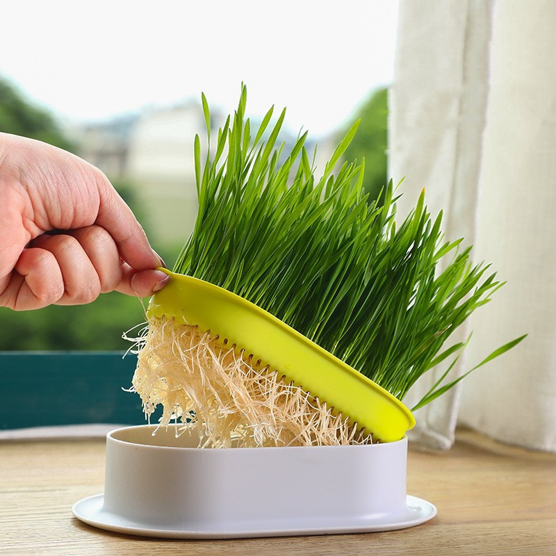 1 Set Nouvelle Assiette Pour Chaton Avec Pot De Croissance - Temu France