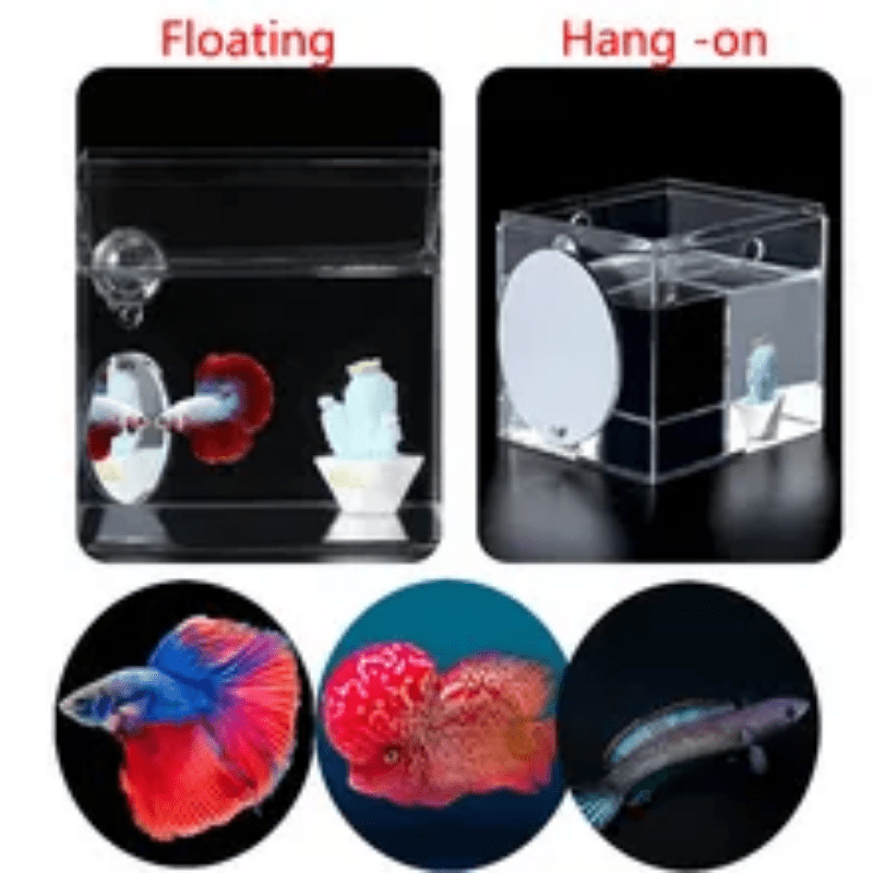 Floating Betta Exercise Mirror, Betta Fish Toy