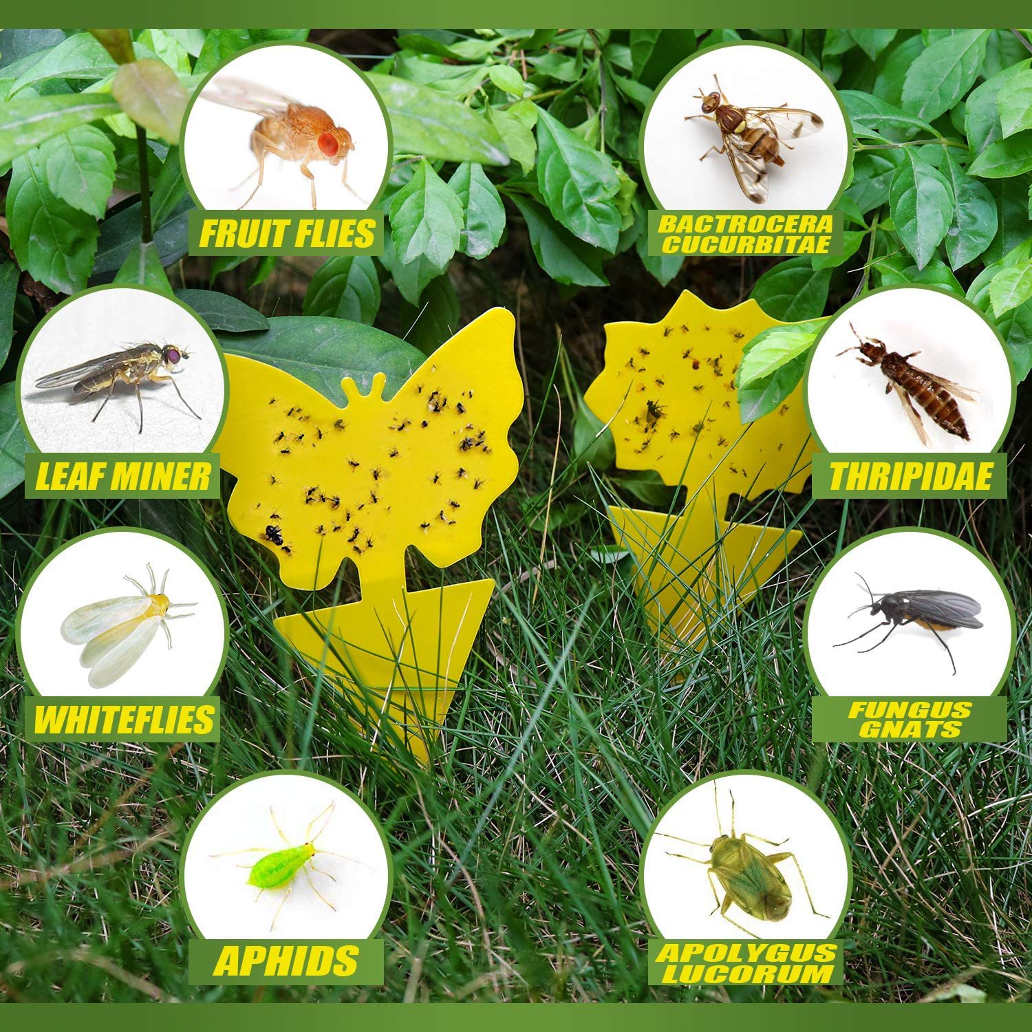 10pcs Fruit Fly And Gnat Traps Yellow Sticky Bug Traps For Indoor Outdoor  Use