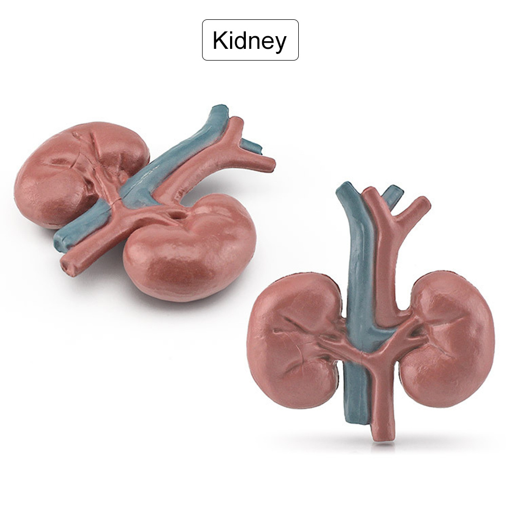 kidney model for kids