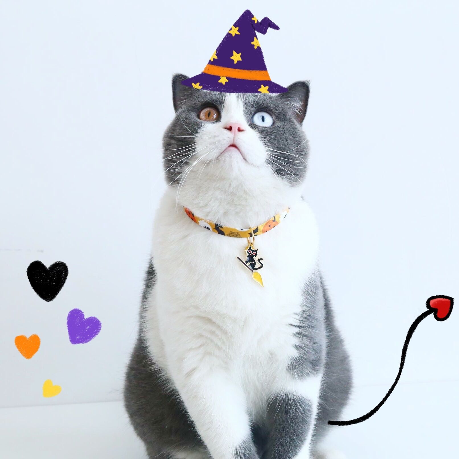 Witch 2024 cat collar