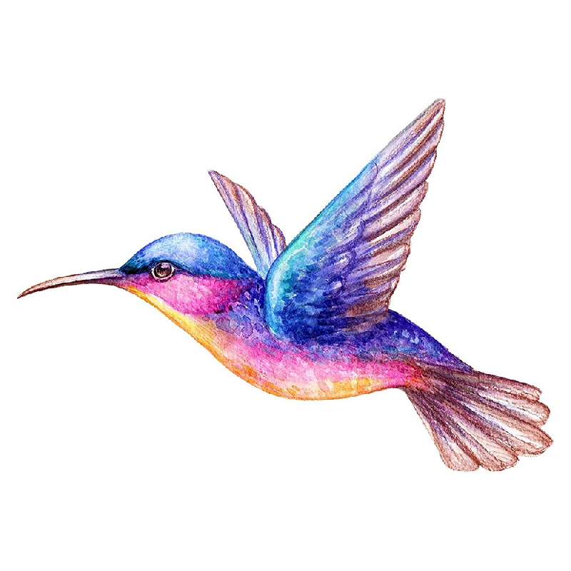 Beautiful Vibrant Colored Hummingbird Art Car Sticker For Laptop Bottle Car  Truck Motorcycle Cup Fishing Boat Skateboard Decals Auto Accessories