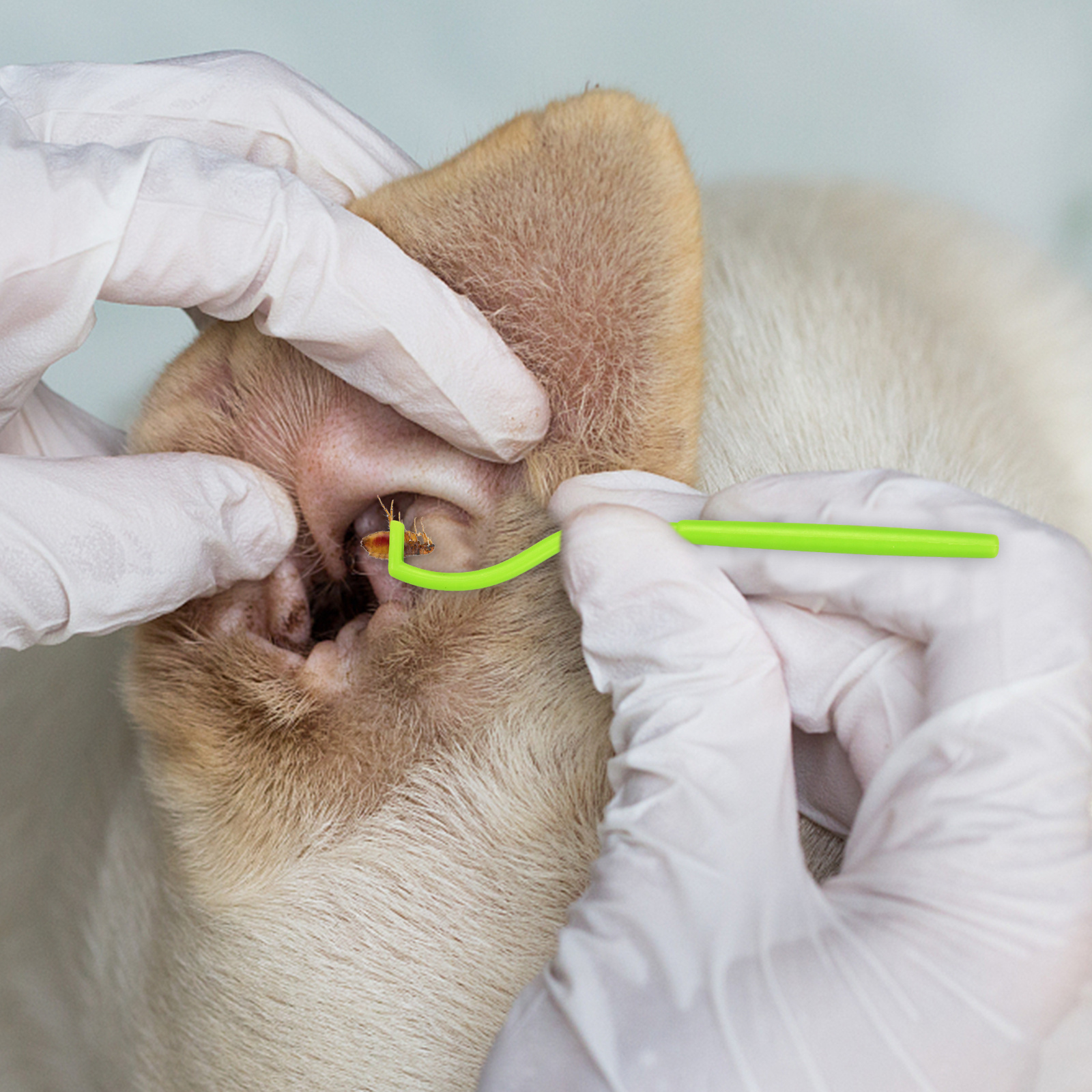Painless Tick Removal For Dogs With Tick Sprays For Dogs
