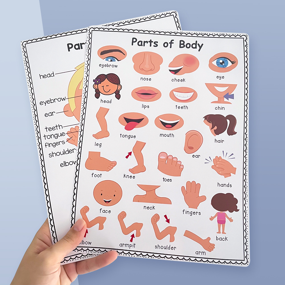 A4 Human Body Educational Learning Posters Body Parts - Temu Canada