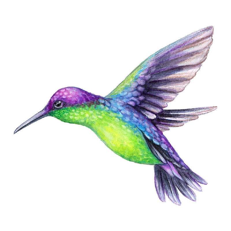 Beautiful Vibrant Colored Hummingbird Art Funny Car Sticker, For Laptop  Bottle Car Truck Motorcycle Vehicle Paint Fishing Boat Skateboard Decals