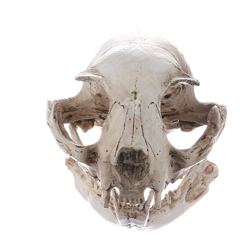  POPETPOP 2pcs Cat Skull Realistic Animal Skull Bone Resin  Fortune Climbing Skeletons for House Snake Hide Frtune Cat Skeleton  Sculpture Reptiles Tarantula Enclosure Accessories Fish Tank : Pet Supplies