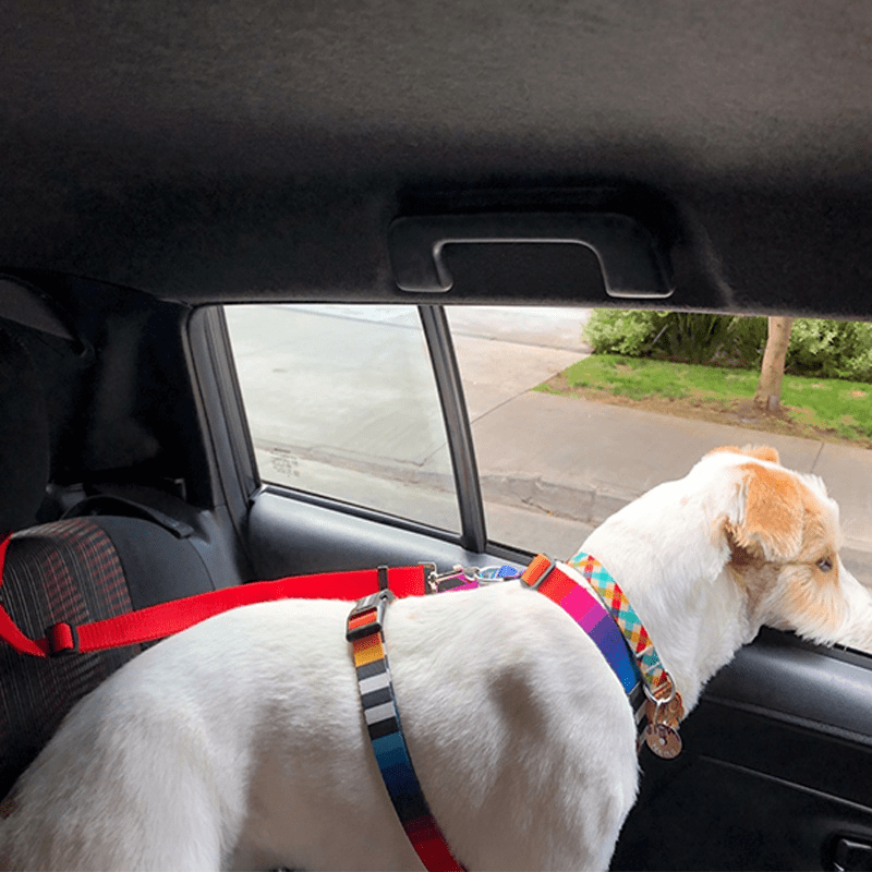Accessoires pour chien pour les voyages