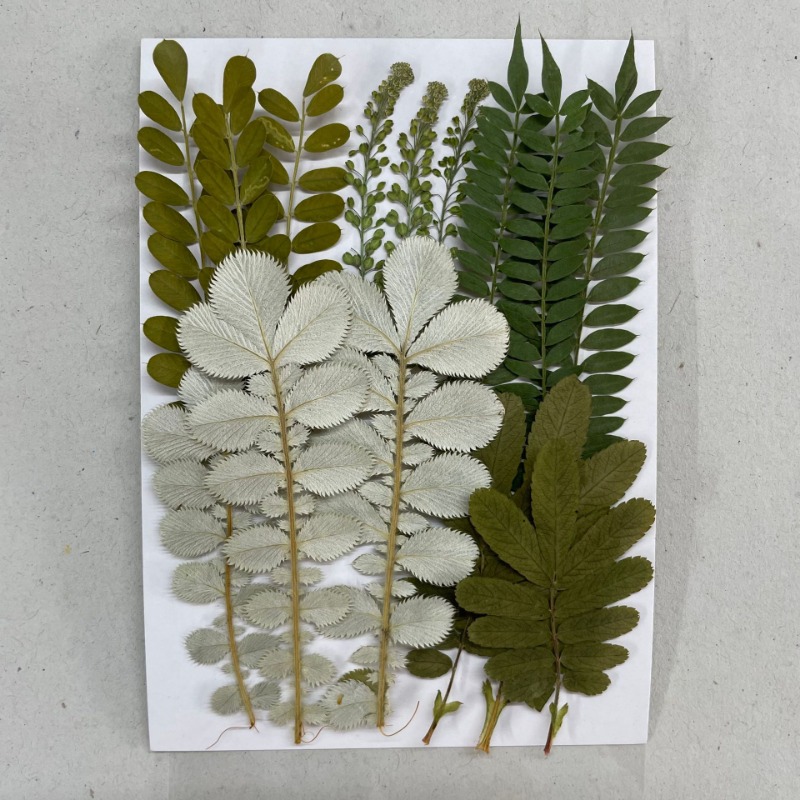 35/37/40/42 PCS / 1 Set Dried Pressed Leaves Dried Flowers For Resin Real  Assorted Dried Greenery For Pressed Leaf Art Craft DIY Handmade Bookmarks  Embellishment Decorations