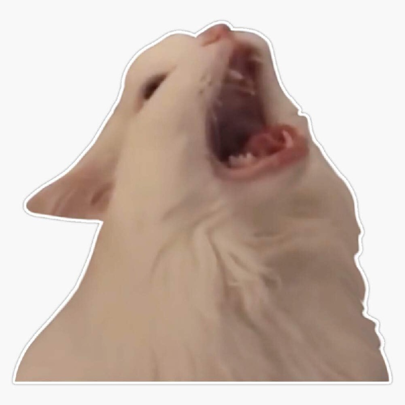 Lad Studio White Cat Screaming Meme Sticker Vinyl Bumper - Temu