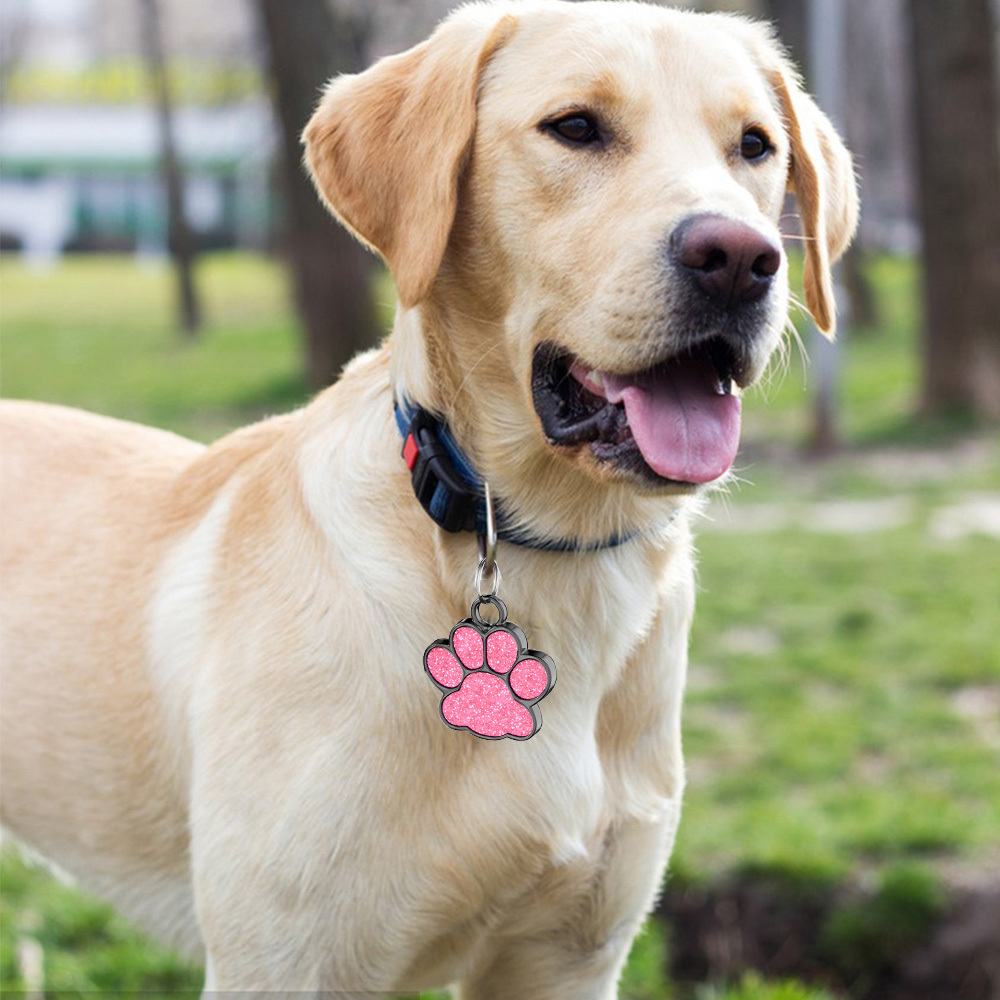 5 migliori collari per cani