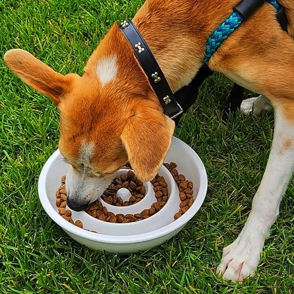 UPSKY Slow Feeder Dog Bowls Anti-Chocking Slower Feeding Dog Puzzle Bowl  Puppy Slow Eating Dog Bowl, Interactive Bloat Stop Dog Food Bowl Dishes  Non-Slide Lick Treat Bowl for Small Medium Breed Dogs