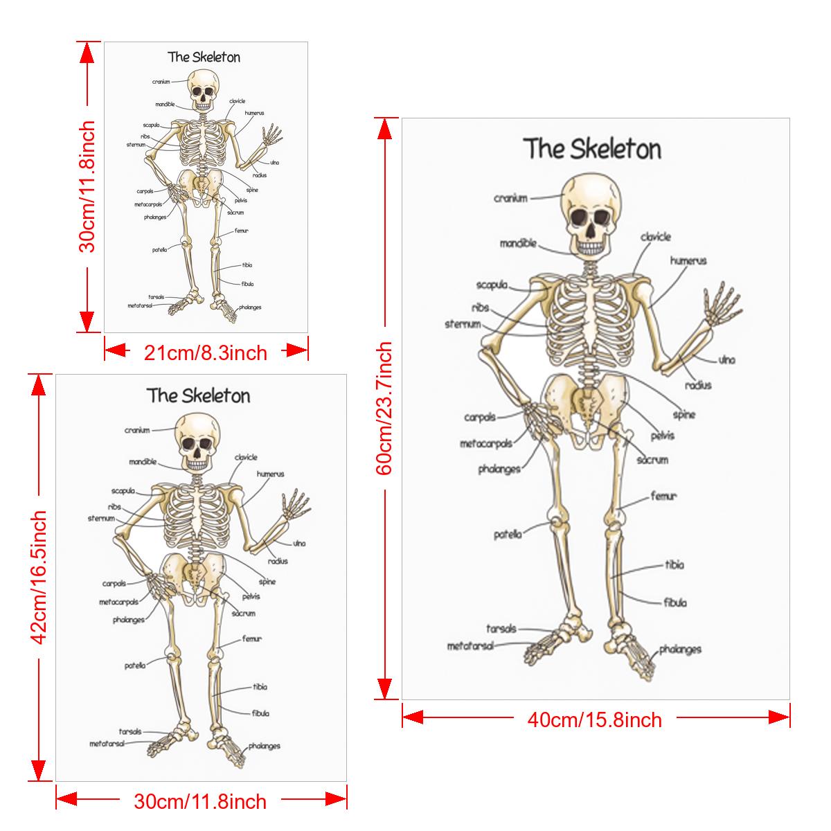 Póster de esqueleto humano para niños, impresiones descargables de huesos  humanos, pósteres educativos Montessori para niños pequeños, decoración de  aula para escuela en casa imprimible -  España