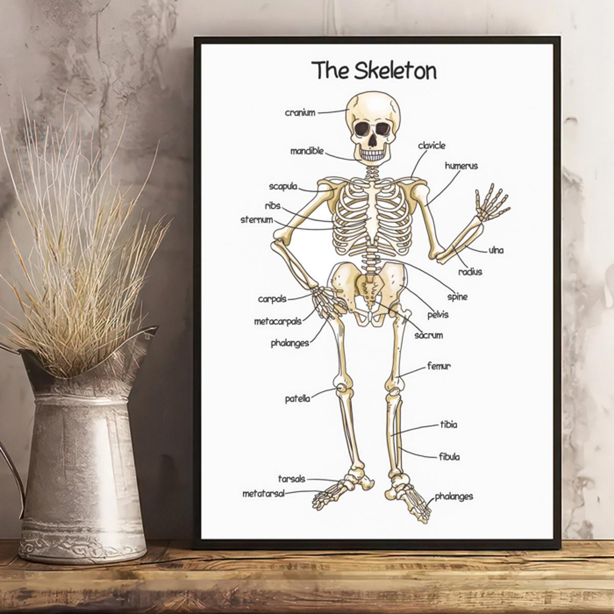 Le squelette humain - Affiche pédagogique avec suspension en bois -  L'Atelier des Créateurs