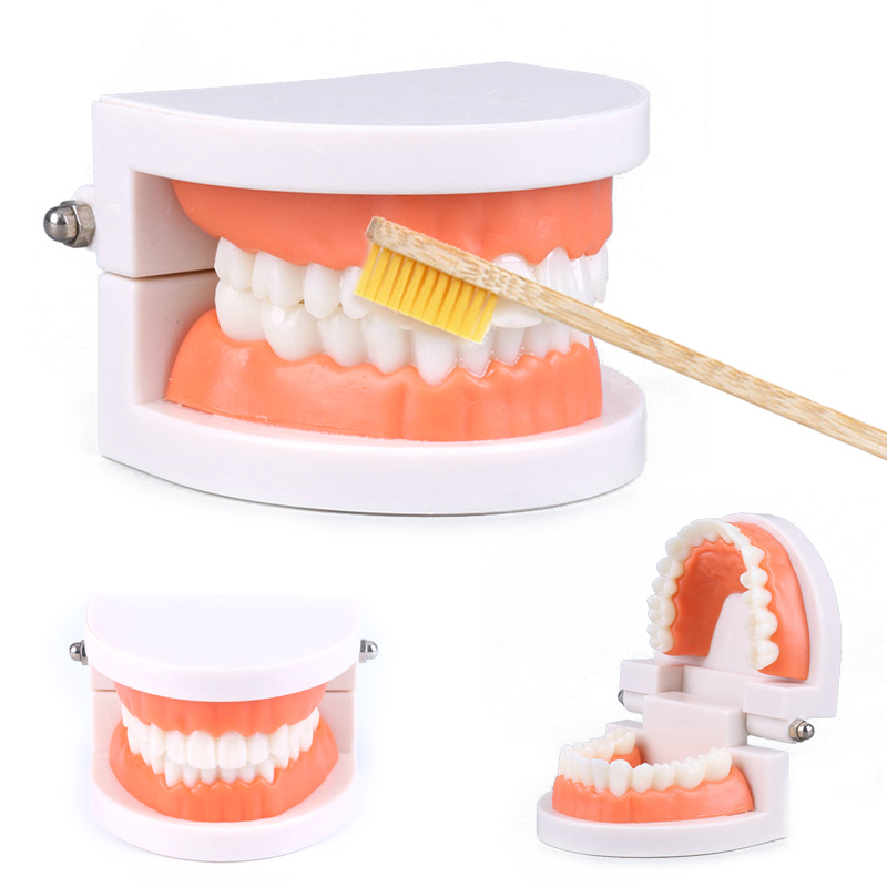 Premium Photo  Colorful dental braces or retainer on teeth mold, clay  human gums model