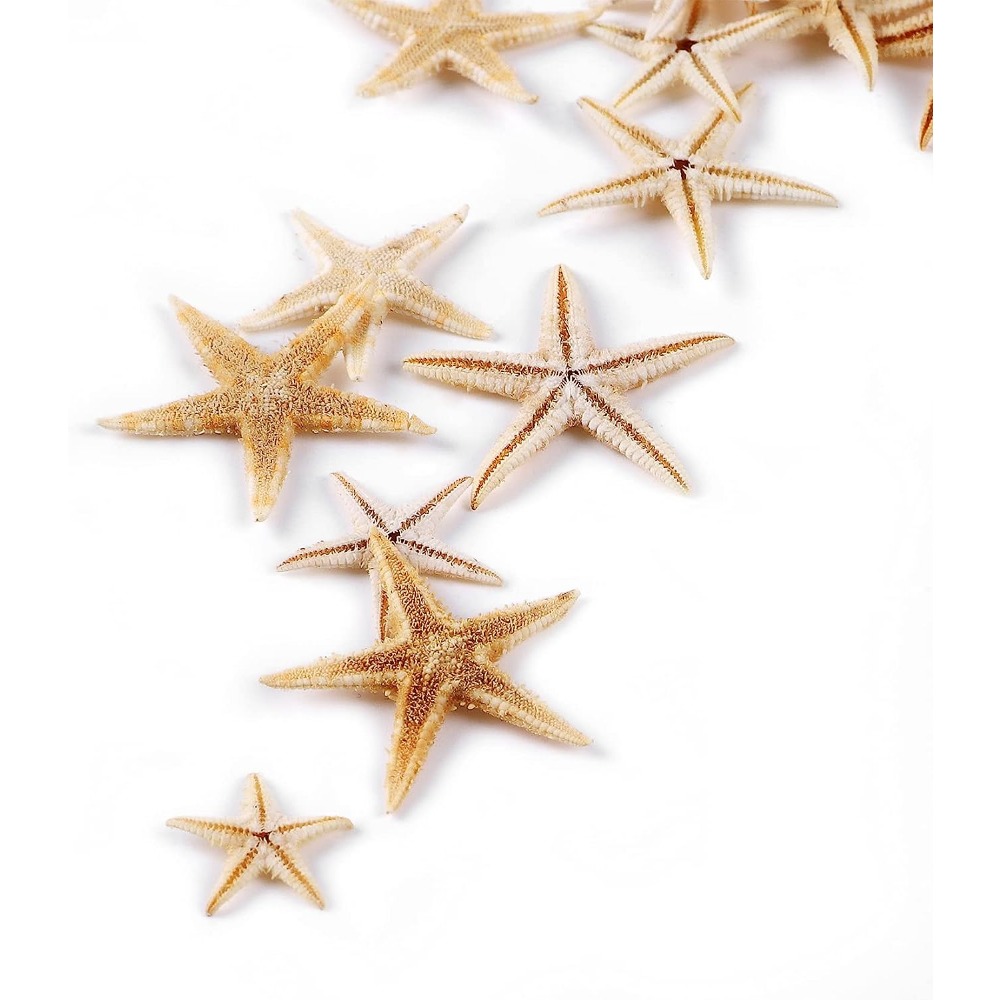 Estrella de mar natural con conchas de mar, diseño de estrellas de mar  naturales, decoración de playa, decoración del hogar, mini estrella de mar
